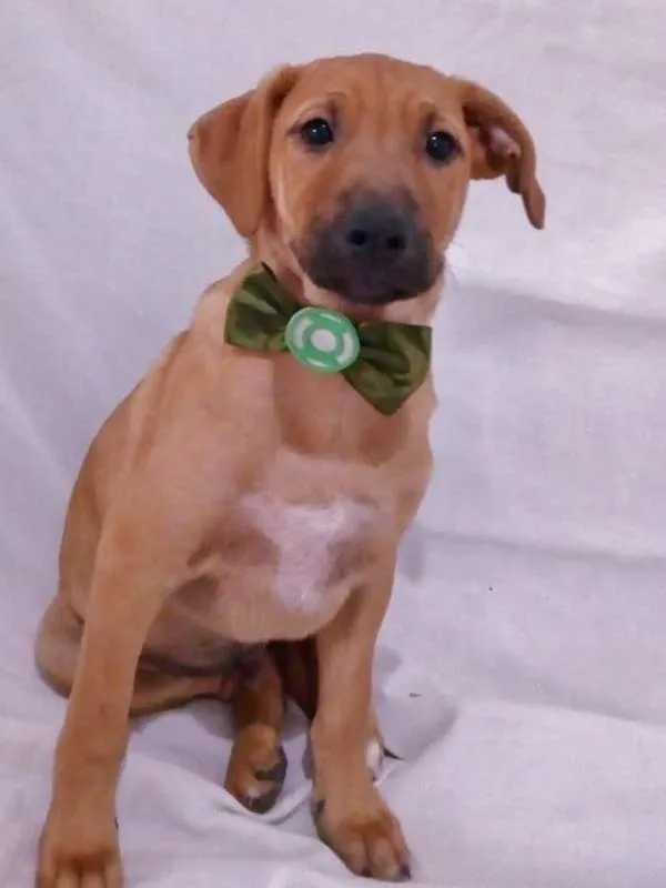 Cachorro ra a srd idade 2 a 6 meses nome Afonso