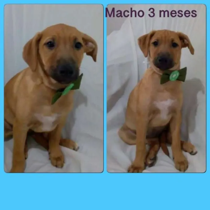 Cachorro ra a srd idade 2 a 6 meses nome Afonso