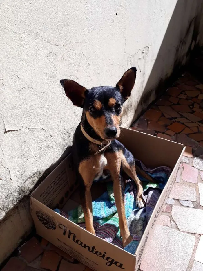 Cachorro ra a Srd idade 1 ano nome Bob