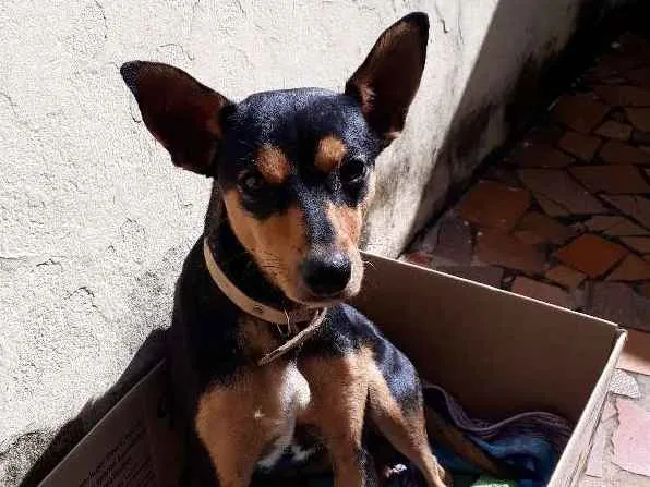 Cachorro ra a Srd idade 1 ano nome Bob