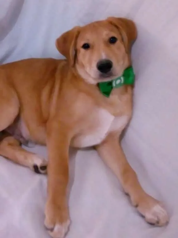 Cachorro ra a SRD idade 2 a 6 meses nome LORD
