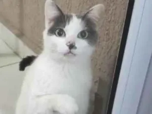 Gato raça Srd idade 1 ano nome Branquinho lindo par