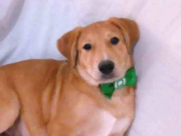Cachorro ra a SRD idade 2 a 6 meses nome LORD