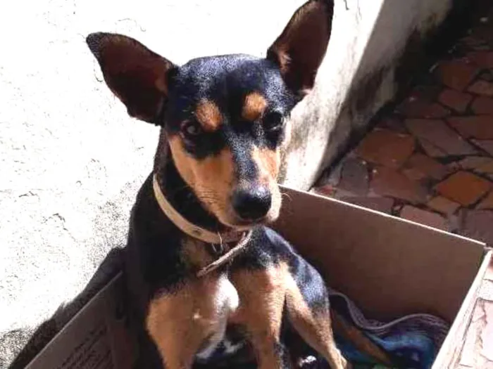 Cachorro ra a Srd idade 1 ano nome Bob