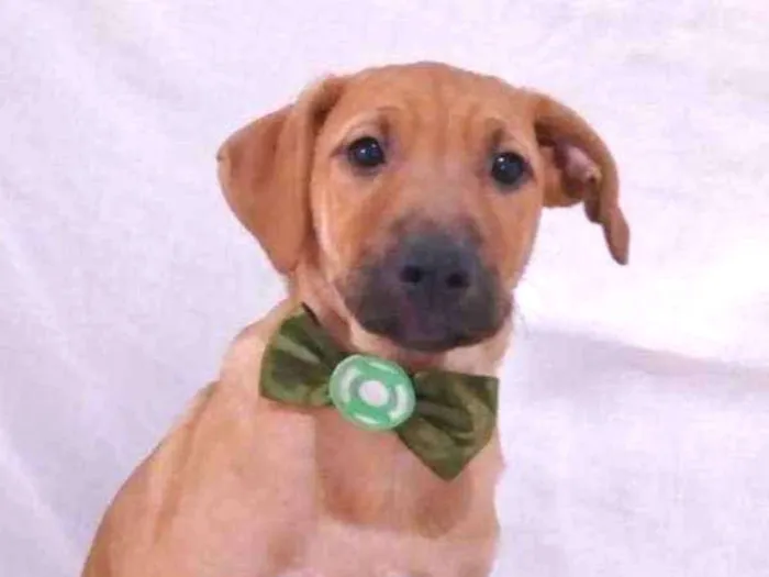 Cachorro ra a srd idade 2 a 6 meses nome Afonso