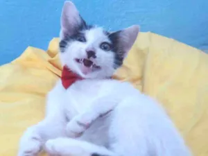 Gato raça SEM RAÇA DEFINIDA.  idade 2 a 6 meses nome Gatinho Lindo.