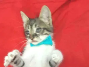 Gato raça SEM RAÇA DEFINIDA.  idade 2 a 6 meses nome Gatinho.