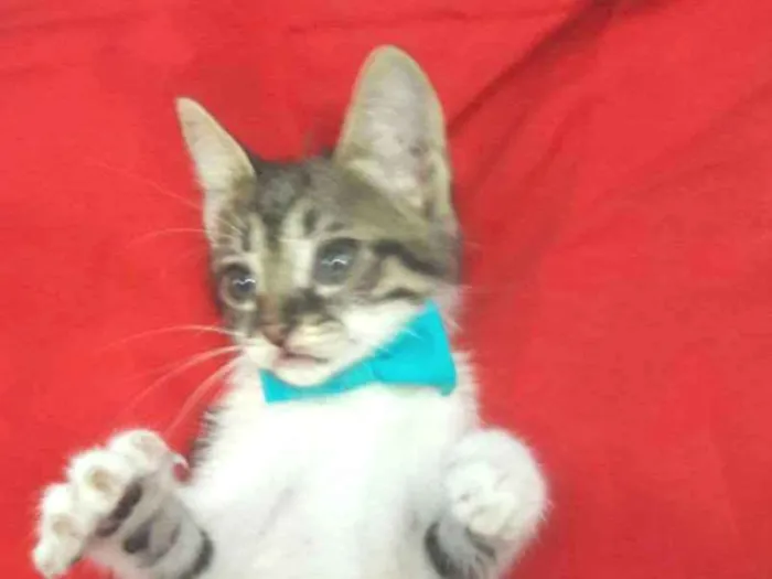 Gato ra a SEM RAÇA DEFINIDA.  idade 2 a 6 meses nome Gatinho.