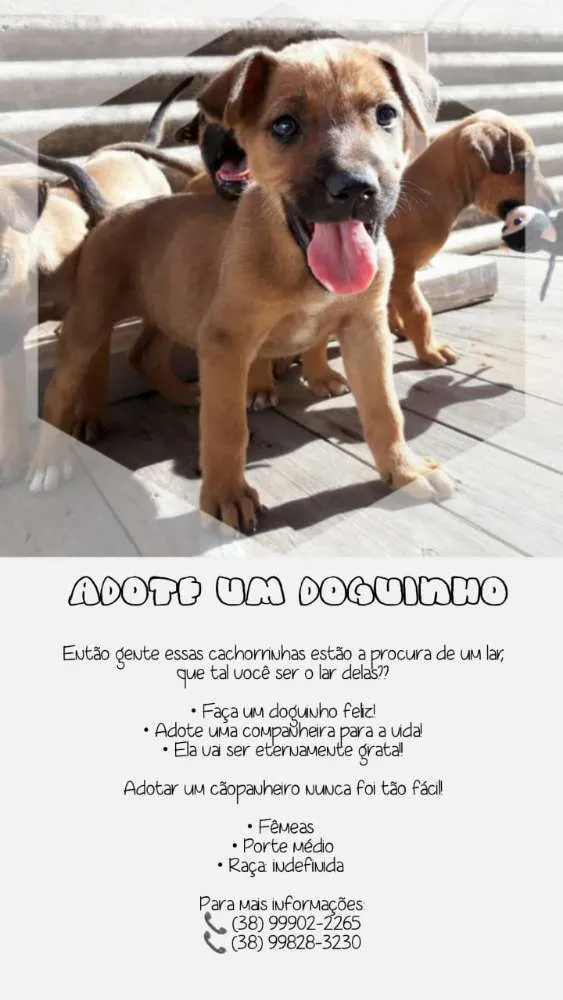 Cachorro raça Indefinida idade Abaixo de 2 meses nome Filhote