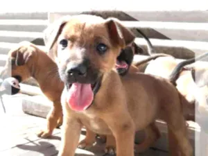 Cachorro raça Indefinida idade Abaixo de 2 meses nome Filhote