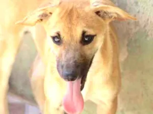 Cachorro raça  idade 7 a 11 meses nome BELINHA FILHOTE