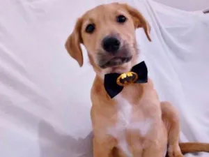 Gato raça srd idade 2 a 6 meses nome FREDDY