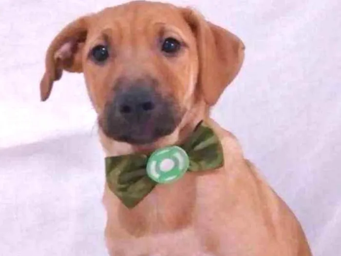 Cachorro ra a srd idade 2 a 6 meses nome Afonso