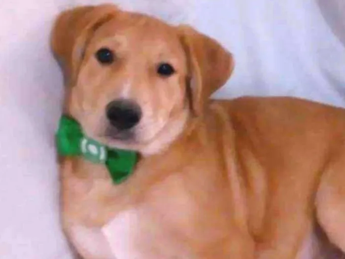 Cachorro ra a SRD idade 2 a 6 meses nome LORD