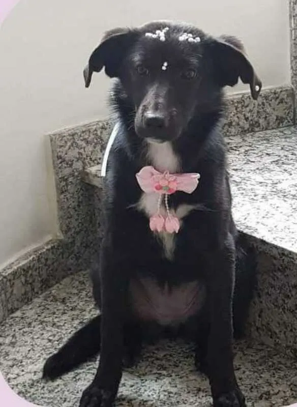 Cachorro ra a SRD idade 2 anos nome Olivia