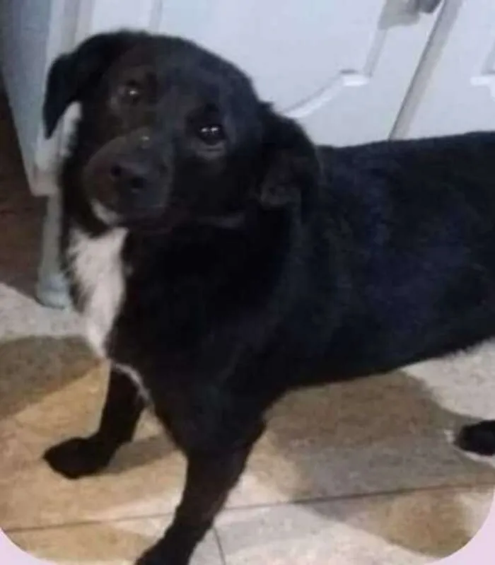 Cachorro ra a SRD idade 2 anos nome Olivia