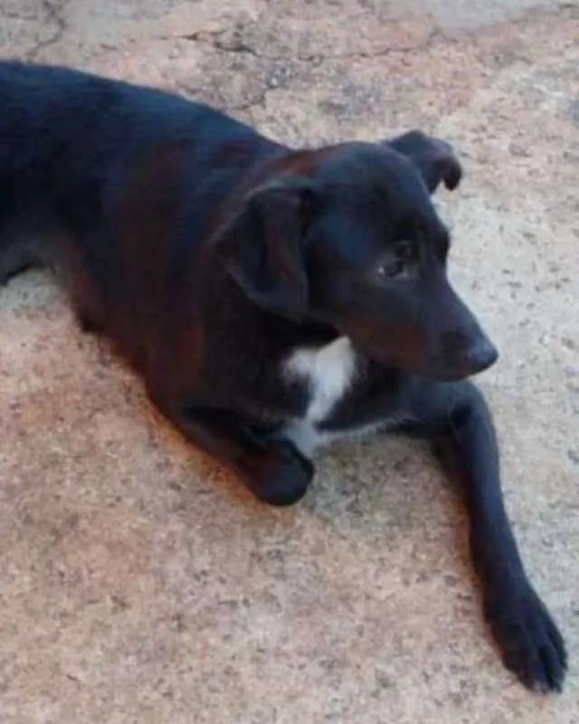 Cachorro ra a SRD idade 2 anos nome Olivia