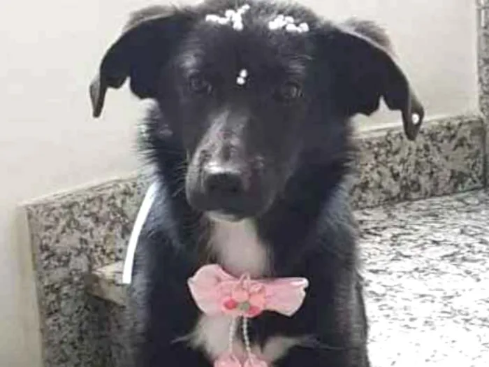 Cachorro ra a SRD idade 2 anos nome Olivia