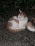 nemo