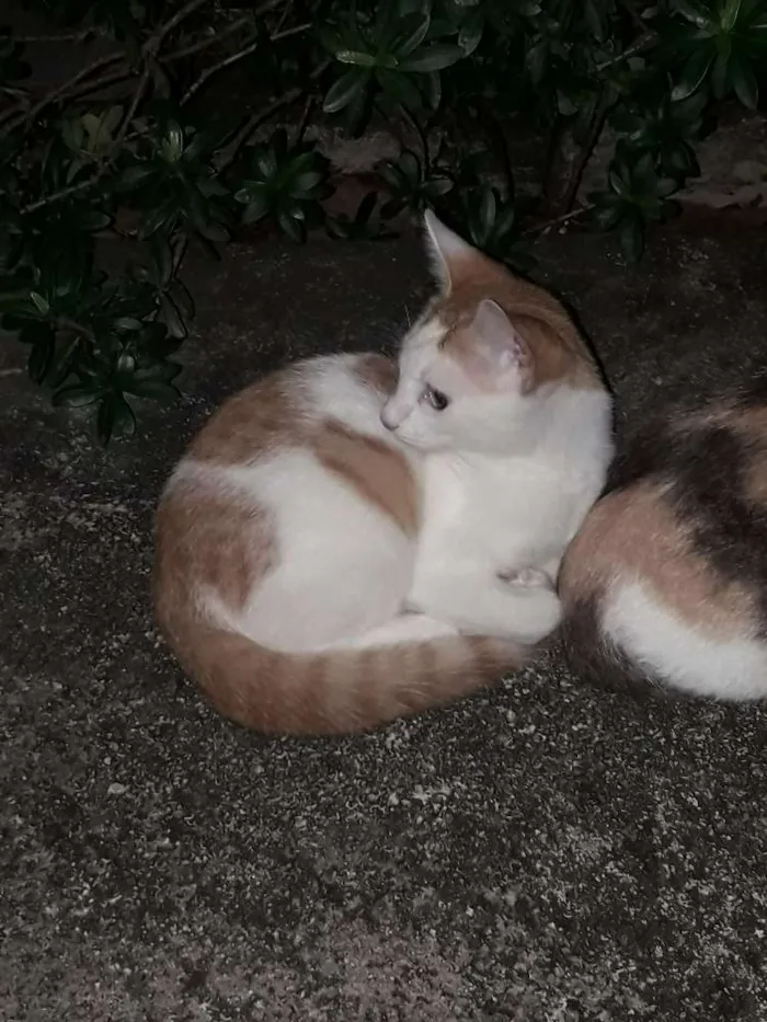 Gato ra a nao sei idade  nome nemo