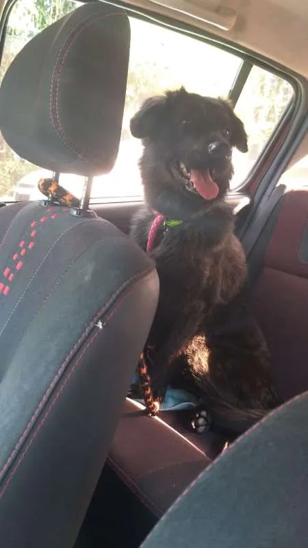 Cachorro ra a srd idade 7 a 11 meses nome Bolinha