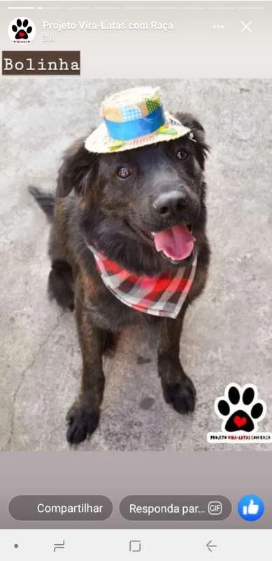 Cachorro ra a srd idade 7 a 11 meses nome Bolinha