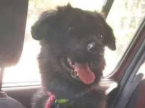 Cachorro ra a srd idade 7 a 11 meses nome Bolinha