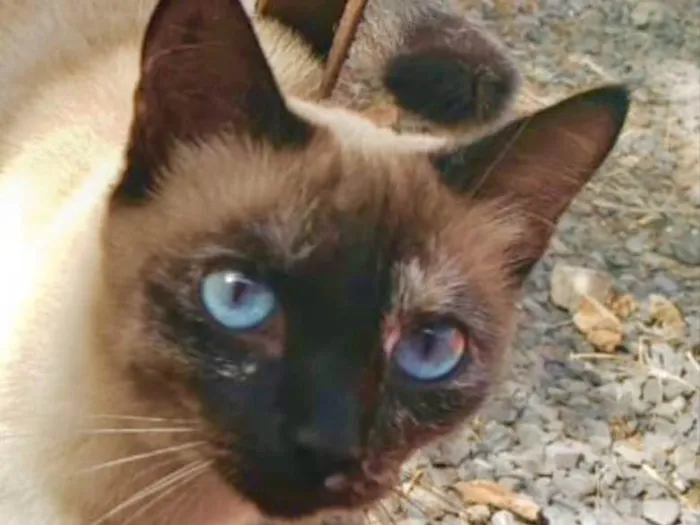 Gato ra a Siamesa idade 7 a 11 meses nome Fafa 