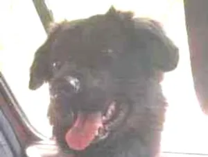Cachorro raça srd idade 7 a 11 meses nome Bolinha