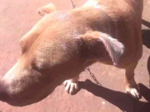 Cachorro raça Pit-Bull idade 2 anos nome Thor