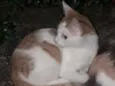 nemo