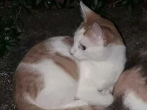 Gato raça nao sei idade  nome nemo