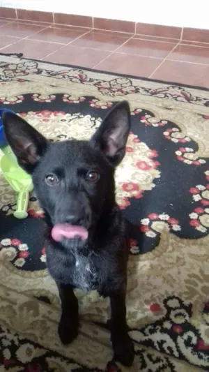 Cachorro raça Vira lata com chow chow idade 2 a 6 meses nome Baruke