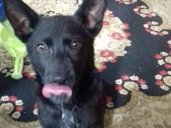 Cachorro raça Vira lata com chow chow idade 2 a 6 meses nome Baruke