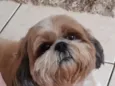 Bidu 