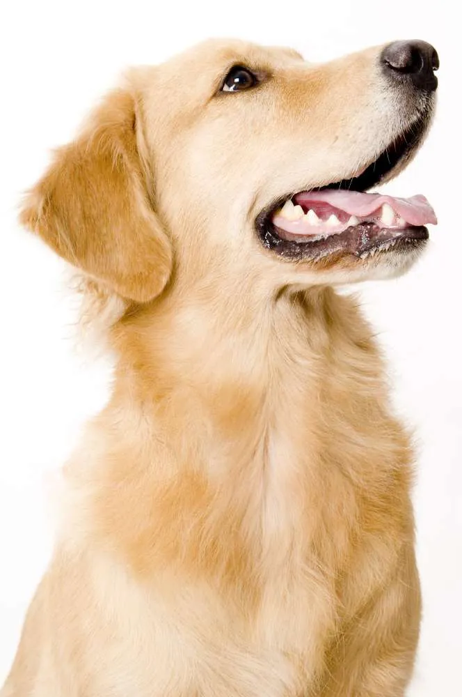 Cachorro ra a Sem raça idade 6 ou mais anos nome Sem nome