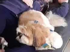Cachorro raça Shitzu  idade 3 anos nome Bidu 