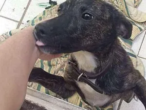 Cachorro raça Mistura de vira lata com fila idade 7 a 11 meses nome Ravena