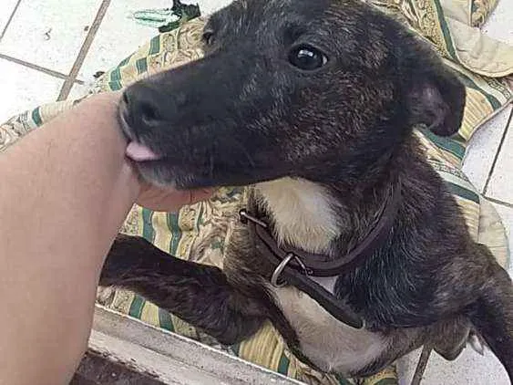 Cachorro ra a Mistura de vira lata com fila idade 7 a 11 meses nome Ravena