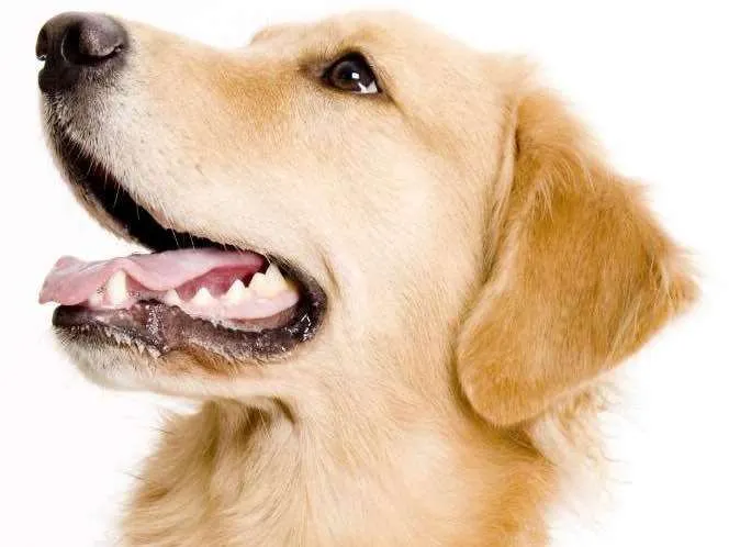 Cachorro ra a Sem raça idade 6 ou mais anos nome Sem nome