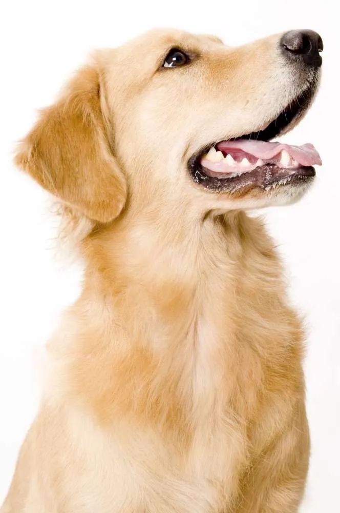 Cachorro ra a Sem raça idade 6 ou mais anos nome Sem nome