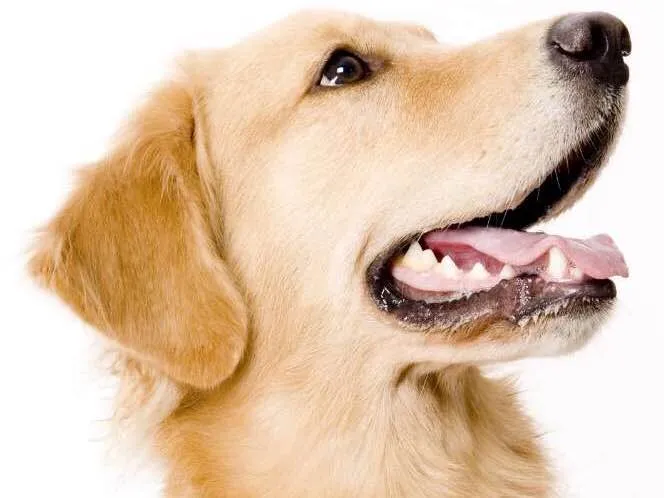 Cachorro ra a Sem raça idade 6 ou mais anos nome Sem nome