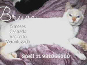 Gato raça Srd idade 2 a 6 meses nome Bruce