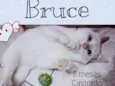 Bruce