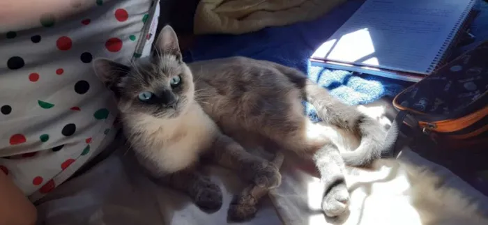 Gato ra a  idade 7 a 11 meses nome Azog