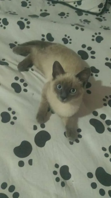 Gato ra a  idade 7 a 11 meses nome Azog