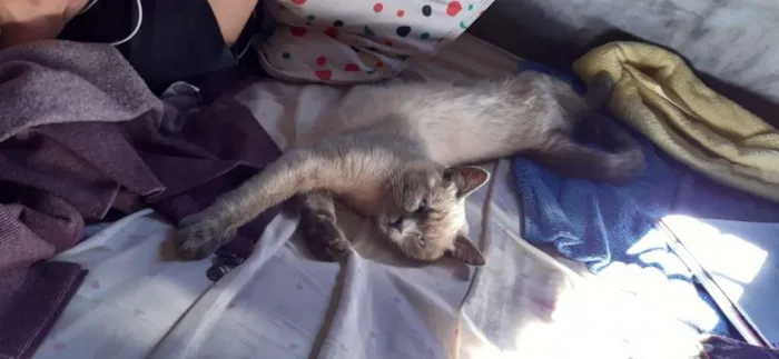 Gato ra a  idade 7 a 11 meses nome Azog
