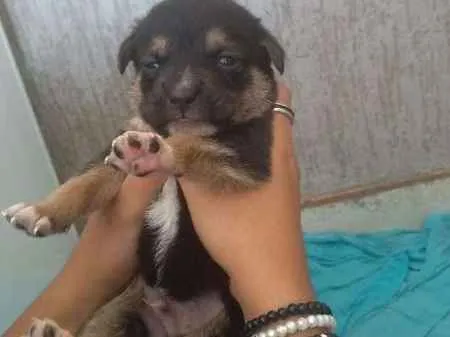 Cachorro ra a Sem reça definida idade 2 a 6 meses nome Filhotinhos