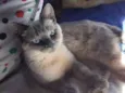 Azog