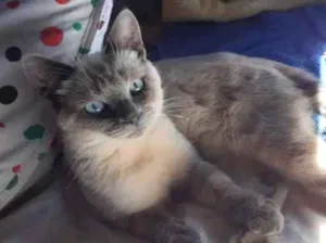 Gato raça  idade 7 a 11 meses nome Azog